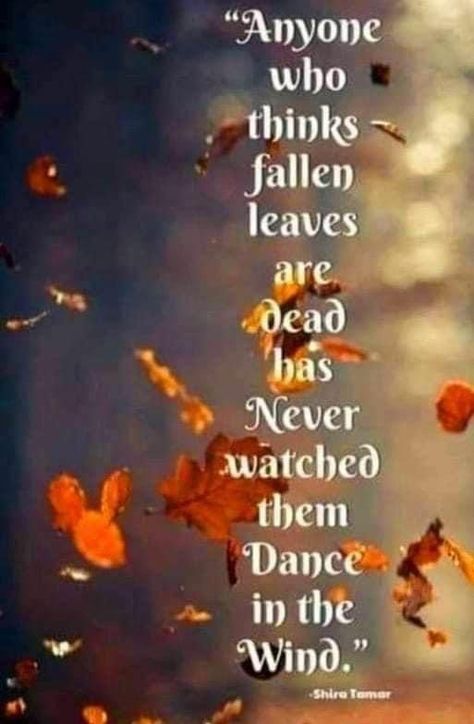 Autumn Magic, Autumn Scenes, Autumn Quotes, Autumn Scenery, Fabulous Fall, Falling Leaves, Happy Fall Y'all, Autumn Beauty, Fall Pictures