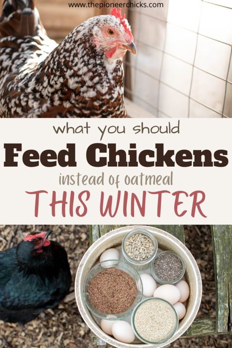 Chicken Food Cover, Dried Herbs For Chickens, Chicken Coop For 12 Chickens, Winter Treats For Chickens, Spices For Chickens To Eat, Oatmeal For Chickens, Food For Chickens, Chicken Fence, Chicken Raising