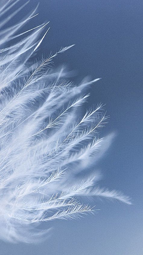 Dream Background, Era Victoria, Foto Macro, Feather Wallpaper, Fotografi Iphone, Light Blue Aesthetic, Blue Aesthetic Pastel, Beautiful Wallpapers Backgrounds, Wallpaper Pattern