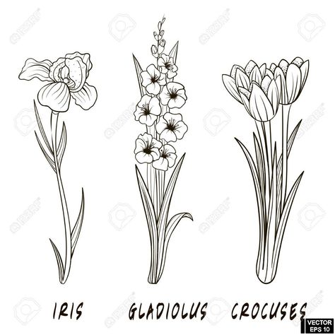 Iris Flower Tattoo, Gladiolus Tattoo, Hoverfly, Iris Tattoo, Traditional Tattoo Flowers, History Tattoos, Gladiolus Flower, Flower Drawing Tutorials, Small Flower Tattoos