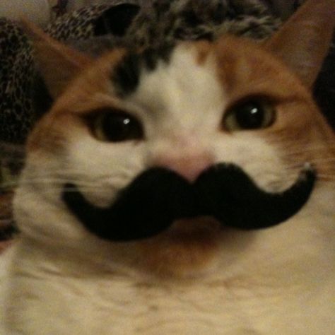 kitteh mustache you a question. but he will shave it for laterz. Cat Memes Wallpaper, Mustache Cat, Cat With Sunglasses, Feeling Silly, How To Make You, Evil Cat, Silly Cats Pictures, Silly Dogs, Cat Icon