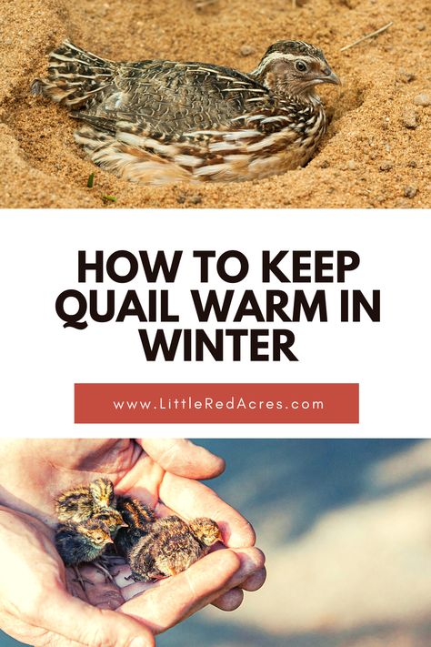 Winterizing Quail Coop, Keeping Quail In Winter, Quail House Diy, How To Keep Quail, Winter Quail Coop, Quail Shelter, Quail Coop Ideas Diy Outdoor, Outdoor Quail Enclosure, Quail Food Diy