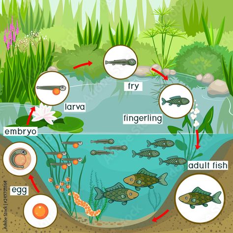 Fish Life Cycle, Pond Ecosystem, Cycle For Kids, Pond Animals, Life Cycles Activities, Lifecycle Of A Frog, Saving Animals, Desert Animals, Pond Life