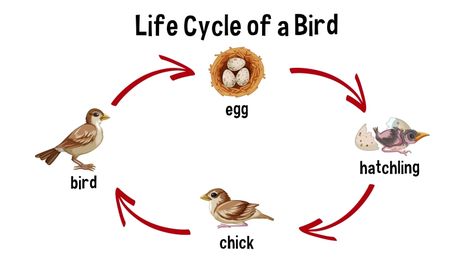 Bird Life Cycle Bird Life Cycle, Grade 3 Science, Life Cycles Activities, Bird Eggs, Learn To Fly, Life Stages, All Birds, Life Cycle, Life Cycles