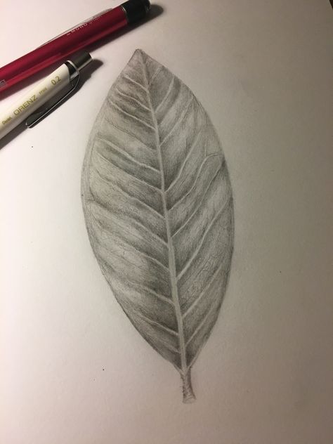 3d Leaves Drawing, Leaf Texture Drawing, Leaf Sketch Pencil, Leaf Pencil Drawing, Tone Drawing, Leaf Sketch, Maple Leaf Art, Leaves Sketch, Tulip Drawing