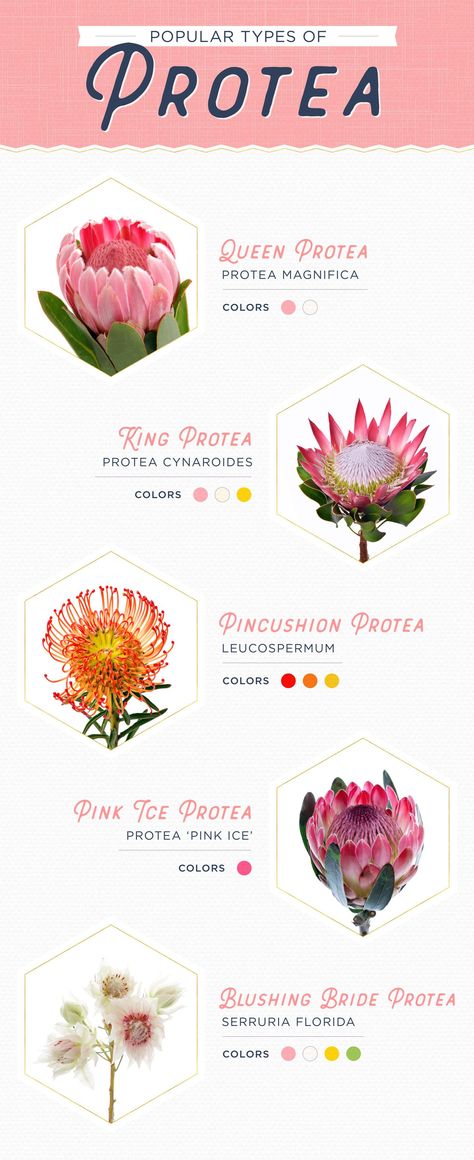 11 Protea Ideas for your Wedding FTD Flowers Philly In Love Philadelphia Weddings Flower Charts, Protea Plant, Protea Wedding, Daisy Wedding Flowers, Hydrangea Bouquet Wedding, Garden Wedding Bouquet, Flower Types, Peony Bouquet Wedding, Protea Flower