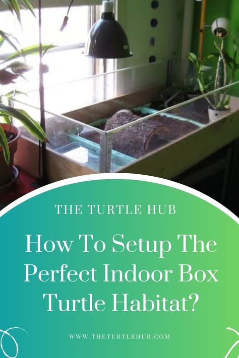 Indoor Box Turtle Habitat, Turtle Homes Ideas Indoor, Indoor Tortoise Enclosure Ideas, Diy Sulcata Tortoise Habitat Indoor, Eastern Box Turtle Habitat Indoor, Box Turtle Habitat Indoor Diy, Tortious Habitat Indoor, Turtle Enclosure Indoor, Turtle Habitat Ideas Indoor