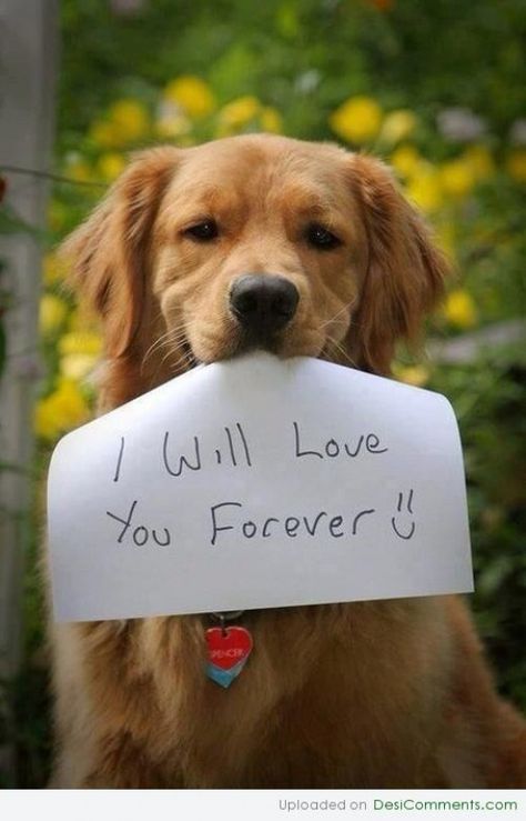 Dog Quotes Love, Golden Retriever Mix, Silky Terrier, Golden Retriever Puppy, Retriever Puppy, Dogs Golden Retriever, Retriever Dog, Golden Retrievers, Animal Quotes