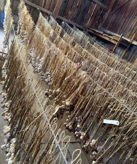 Garlic! Thousands of bulbs of organic #Garlic 20+ varieties drying in our barn for you This is our Hearts Desire Want some? Follow us here https://linktr.ee/heartsdesirefarm #Heartsdesirefarm #organicfarm #Foodie #organicfood #GoodFood #Cooking #Eating #healthy #Healtheylifestyle Garlic Drying, Garlic Farm, Organic Farming, Hearts Desire, Eating Healthy, Organic Recipes, Follow Us, Garlic, Good Food