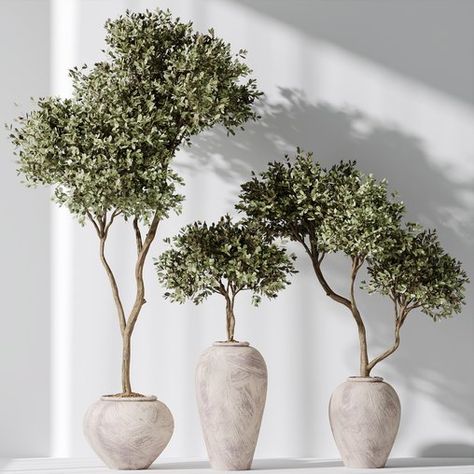 Plants Mission Olive Tree Indoor Vase Set006 Japanese Plants Indoor, Olive Tree Indoor, Indoor Topiary, Avatar Group, Indoor Olive Tree, Bonsai Indoor, Orchid Flower Arrangements, Tree Indoor, Labyrinth Design