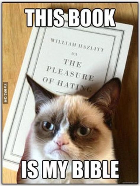 Grump Cat, Grumpy Cat Meme, Grumpy Cat Quotes, Mau Humor, Cat Humor, Cat Jokes, Cute Animal Memes, Meme Comics, Grumpy Cat Humor