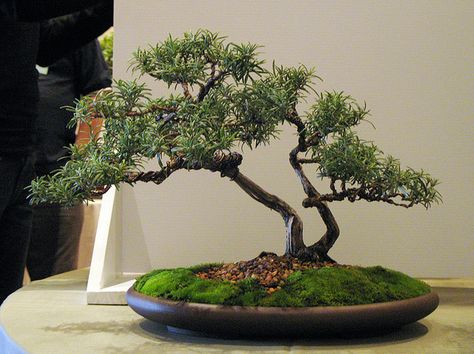 https://flic.kr/p/LRVm8 | Rosemary, 27 years in training | This HERB has been in training as a bonsai longer than I've been alive. I bet it tastes delicious. Japanese Garden Plants, Ficus Bonsai, Beautiful Japanese Gardens, Bonsai Tree Types, Bonsai Tree Care, Plantas Bonsai, Bonsai Styles, Indoor Bonsai, Permaculture Gardening