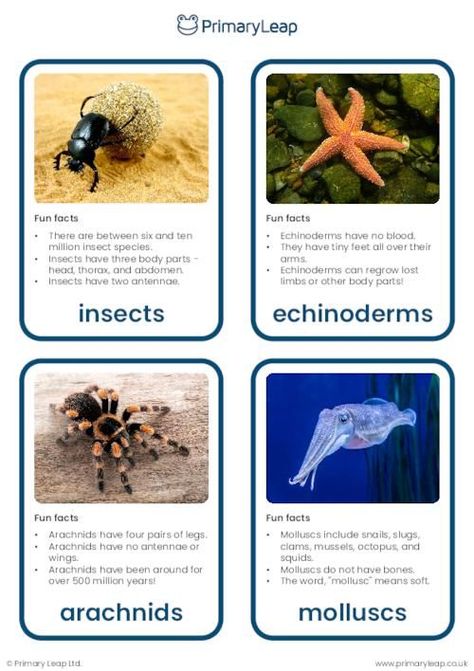 This set of flashcards includes colourful photographs of an insect, echinoderm, arachnid, mollusc, crustacean, and annelid. Each flashcard also includes some fun facts for children to learn about different species of invertebrates! Vertebrates And Invertebrates Project, Invertebrates Activities For Kids, Zoology Project, Invertebrates Animals, Annelid, Biology Lab, Vertebrates And Invertebrates, Creative Worksheets, Insect Species