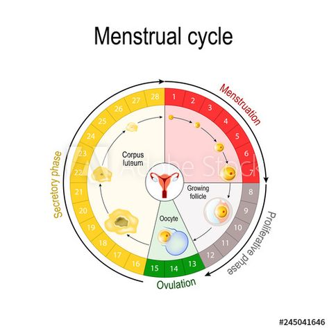 Stock Image: Menstrual cycle chart Cervical Effacement, Menstrual Cycle Chart, Cycle Chart, Gender Predictor, Woman's Health, Natural Family Planning, Basic Anatomy, Estrogen Hormone, Medical Ultrasound