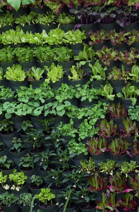 How to make a living wall – an easy step by step guide | Real Homes Vertical Garden Wall Diy How To Build, How To Make A Living Wall Outdoors, Garden Living Wall, Living Garden Wall, Living Walls Outdoor Diy, Living Wall Outdoor Diy, Diy Living Wall Outdoor, How To Make A Living Wall, Vertical Garden Diy Outdoor