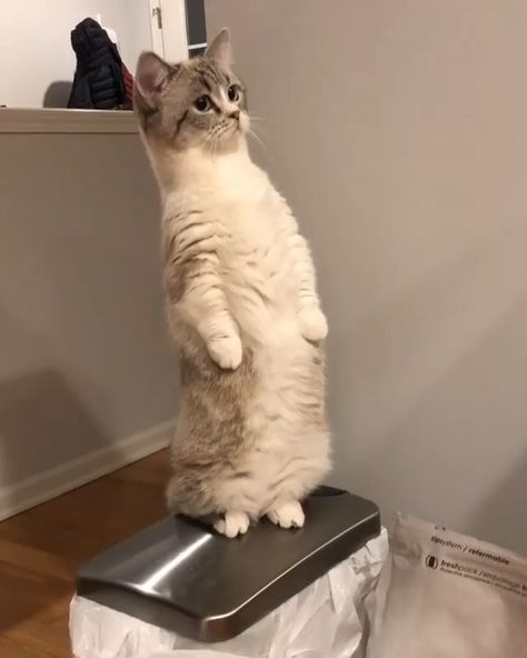 Cats of Instagram on Instagram: ““Stand tall, little one 😸” - @thetwolittlemunchkins  #cats_of_world and follow us to be featured 😻” Standing Cat, Cat Standing, Raccoon Dog, Story Insta, Cat Yoga, Cat Stands, Small Cat, Cat Girl, Stand Tall