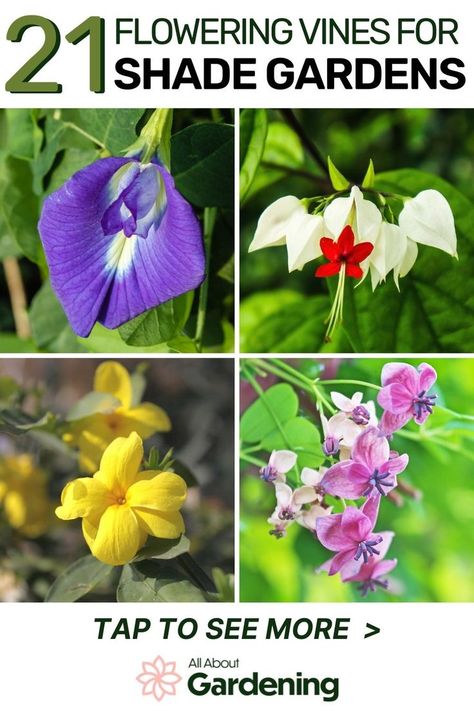 In this article, you'll learn about our favorite flowering vines for shade gardens and shady areas, along with what zones they typically grow the best in! Come check it out! Best Flowers For Shade, Vines For Shade, Zone 8 Plants, Flowering Shade Plants, Flower Planting Guide, Shade Arbor, Part Shade Flowers, Easy To Grow Flowers, Sweet Autumn Clematis