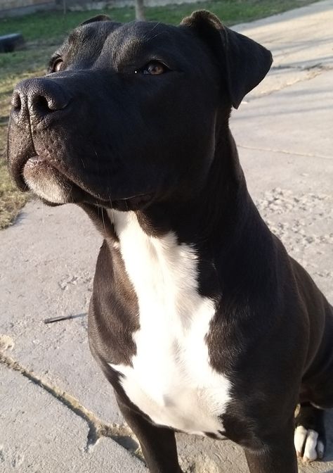 Pitbulls Black And White, Black Pitbull Terrier, Black Pitbull Dog, Black Pitbull Aesthetic, Pitbull Black And White, Pitbull Dog Tattoo, Pitbull Noir, Black Staffy, Black Pitbull Puppies