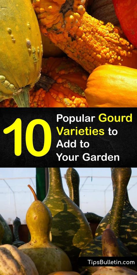 Become instantly amazed and the versatility of cucurbits like the luffa, Lagenaria siceraria, and dipper types of gourds. Discover how to grow Cucurbitaceae plants with a trellis and turn ornamental gourds into more than just birdhouses and bowls. #types #gourds #varieties Gourd Varieties, Types Of Gourds, Ornamental Gourds, Gourd Types, Mashed Squash, Crookneck Squash, Covered Backyard, Vegetable Benefits, Growing Plants Indoors