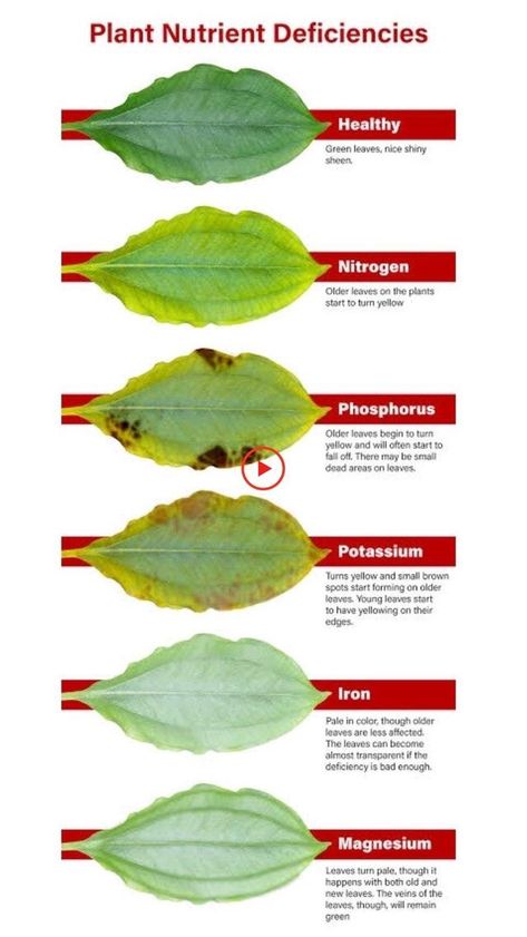 Plant Deficiencies, Plantarea Legumelor, Kebun Herbal, Tanaman Sukulen, Taman Diy, Aquaponics Diy, نباتات منزلية, Plant Care Houseplant, Plant Nutrients