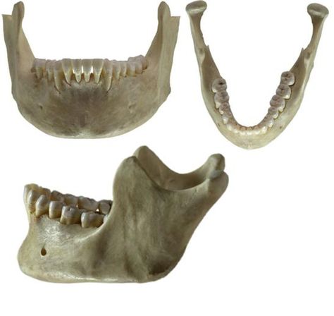 Human skull  The skull  is divided into the cranium (all the skull bones except the mandible) and the mandible (or jawbone). One feature tha... Human Jaw Bone, Skull Jaw, Human Skull Anatomy, Skull Anatomy, Skull Reference, Animal Skeletons, Skull Bones, Human Anatomy Drawing, Anatomy For Artists