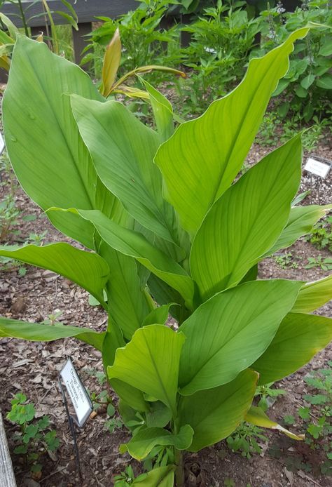 Tanaman Kunyit, Plants Medicinal, Apartment Herb Gardens, Turmeric Plant, Ayurvedic Plants, Teacher Cartoon, Turmeric Curcumin, Fern Plant, Ayurvedic Herbs