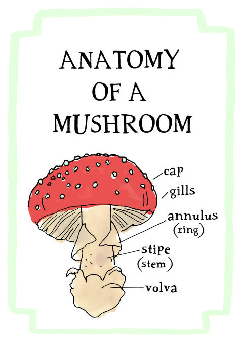 Julia Rothman. Her new book Nature Anatomy: The Curious Parts and Pieces of ... Parts Of Mushroom, Anatomy Of A Mushroom, Mushroom Preschool Activities, Mycology Study, Mushroom Anatomy, Parts Of A Mushroom, Nature Anatomy, Giveaway Design, Julia Rothman