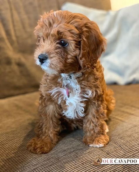 How To Find Reputable UK Cavapoo Breeders 2022 Cavapoo Breeders, Cavapoo Puppy, Cavapoo Puppies For Sale, Cavapoo Puppies, 12 Weeks, Puppies For Sale, How To Find, I Said, Up To Date