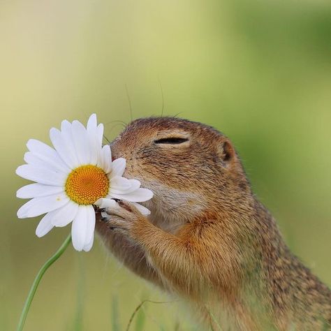 Julian Rad on Instagram: "Enjoy the Little Things in Life… 🌻 #natureonly #nature_brilliance #naturewalk #naturephotography #wildlife #wilderness #wildlifeart #wildlifephotography #squirrel #earthcapture #redsquirrel #cuteanimals #animal #animallovers #animallove #exclusive_wildlife #instanaturefriends #mammalsofinstagram #animals_in_world #earth #majestic_wildlife_ #amazingphotohunter #ourplanetdaily #EarthCapture #ourwildlifedays #master_shots #big_shotz #wildlifeplanet #bella_shots" Natural Forms Animals, Wild Life Photography Nature, Wildlife Conservation Aesthetic, Wildlife Photography National Geographic, Animal In Nature, Close Up Nature, Animals In Nature, Nature Photography Animals, Funny Wildlife