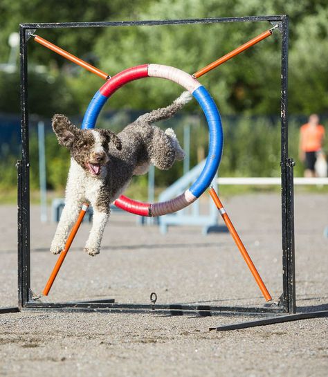 The Spanish water dog is an athletic breed that does well on agility courses. They are hardworking and affectionate dogs that aim to please their owners. Unusual Dog Breeds, Dog Agility Course, Spanish Water Dog, Lagotto Romagnolo, Colorful Hairstyles, Elderly Dogs, Dog Waiting, Portuguese Water Dog, Water Dog