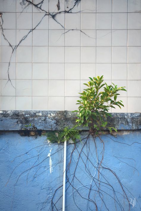 nice Wild Concrete: The Tenacity of Life  #City #Landscape #Tree #UrbanGardening Incredible photos of trees growing in the city of Hong-Kong, a great demonstration of the tenacity of life! An interesting photographic series by phot... Nature In City Aesthetic, Plant Growing In Concrete, Plants Growing Through Concrete, Creative Mask, City Tree, Urban Tree, Incredible Photos, Urban Nature, Photo Club