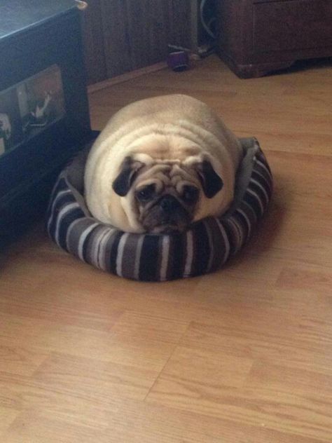 "Diet?! What, you don't fill up your bed? It fits!" Train Your Dog, It Fits, Pug Dog, Pug, Diet, Train, Pet, Bed, Dogs