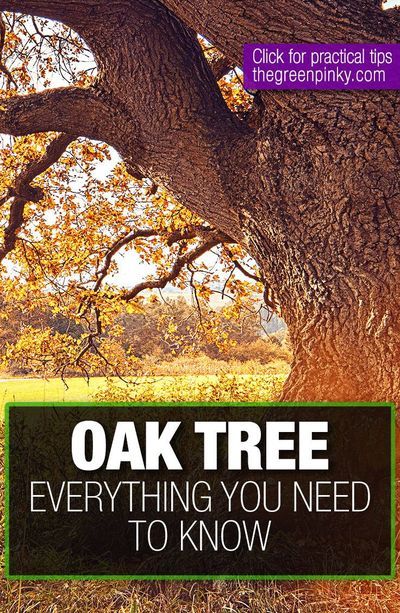 Own an oak tree? Learn everything you need to know about them including how to care for an oak tree and different types of oak trees on The Green Pinky. We have proven tricks for oak tree care and tips for oak tree garden ideas. If you are planting an oak tree or have an oak tree in your landscape, you won't want to miss this. #TheGreenPinky #OakTrees #OakTreeCare Oak Tree Garden, Tree Garden Ideas, Types Of Oak Trees, Oak Trees Landscaping, White Oak Tree, Tree Garden, Live Oak Trees, Dream Yard, Oak Trees