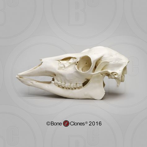 Horse Skull, Skull Reference, Growth And Decay, Deer Doe, Animal Skeletons, Animal Skull, Vulture Culture, Deer Skull, Deer Skulls