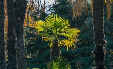 Windmill Palm Tree Care Guide: How to Grow Windmill Palms - 2022 - MasterClass Windmill Palm Tree, Palm Tree Care, Garden Bushes, Windmill Palm, Large Crown, Fan Palm, Palm Plant, Tropical Tree, Outdoor Flowers