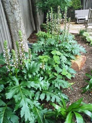 Acanthus Mollis, Dry Shade Plants, Texas Landscaping, Shade Landscaping, Shade Garden Design, Shade Shrubs, Shade Gardens, Small Backyard Gardens, Shade Perennials