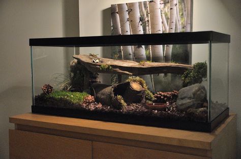 http://www.plantedtank.net/forums/showthread.php?t=193240 Pet Snake Habitat, Cornsnakes Habitat, Bioactive Snake Enclosure, Snake Cage Ideas, Snake Habitat Ideas, Corn Snake Terrarium, Snake Tanks, Snake Habitat, Snake Cage