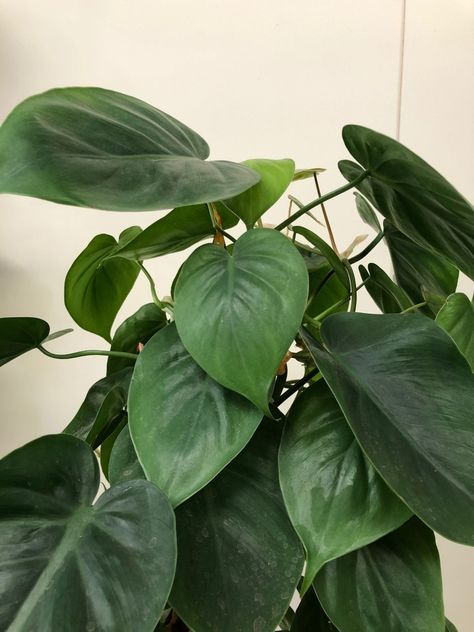 Philodendron Hederaceum, Philodendron Scandens, Root Rot, Buy Seeds, Balcony Plants, Plant Therapy, Peace Lily, House Plants Decor, Pretty Plants