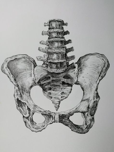 https://www.instagram.com/jandovvka/ The Human Skeleton, Anatomy Bones, Skeleton Anatomy, Skeleton Drawings, Human Skeleton, Human Figure Drawing, Human Anatomy Art, Anatomy Sketches, Skeleton Art