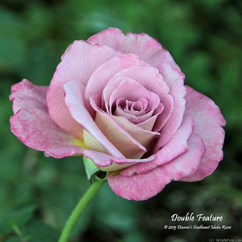 'Double Feature' Rose Photo Rose Photo, Rose Photos, The Rose, Green Thumb, Roses, Plants, Flowers, Green, Quick Saves