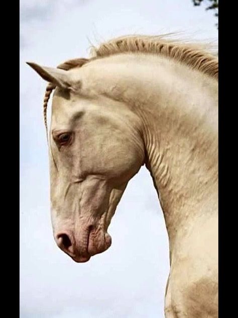 Horse Anatomy, Most Beautiful Horses, Majestic Horse, Horse Drawings, All The Pretty Horses, Clydesdale, Horse Sculpture, Equine Art, White Horses