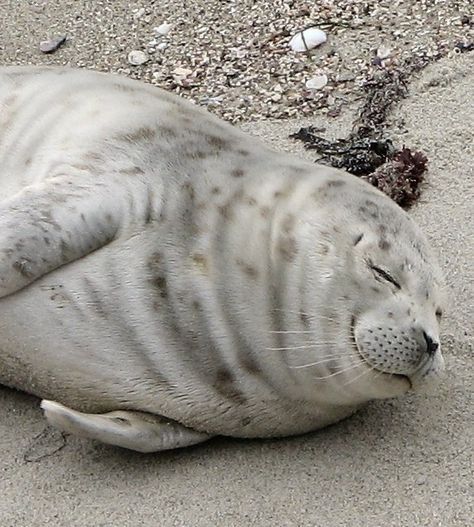 Harbor Seal Facts - Seal Conservancy of San Diego | Seal ... Harbor Seal, Cute Seals, Nice Dream, Baby Seal, Used Watches, Water Dog, Wild Life, Cute Creatures, Sweet Animals