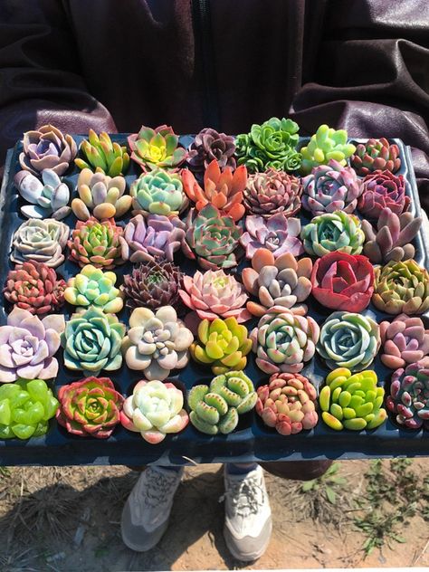 ＊＊＊＊＊Package Included＊＊＊＊＊ ＊You will receive 100 packs of succulents plants rooted in 2 inch plant pot, 10 varieties totally with 10 packs of each variety. ＊The pictures are just for reference, but not the exact items and package you will receive. ＊＊＊＊＊Item Description＊＊＊＊＊ ＊Rosette succulents fully rooted in 2 inch pots. You can create a fairy garden with these various adorable plants. It must be very attractive. ＊Fresh, USA-grown succulents from our local greenhouse straight to your door. No m Echeveria Succulent, Cactus Planta, Succulent Cuttings, Succulent Garden Diy, Wedding Shower Favors, Succulent Gardening, Succulent Gifts, Jade Plants, Mini Succulents