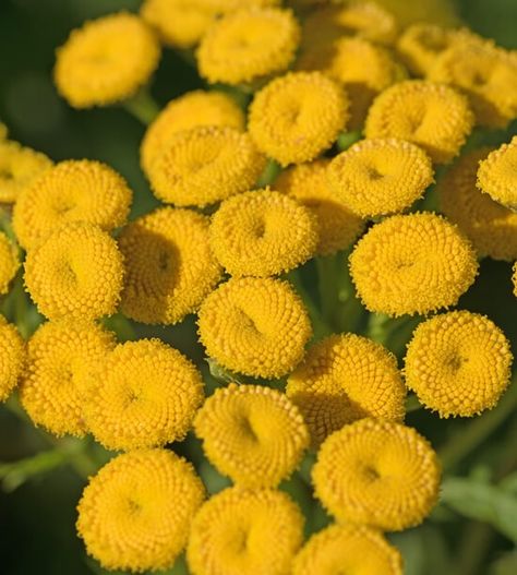 BLUE TANSY - Biolandes Tansy Plant, Blue Tansy Essential Oil, Blue Tansy, Moroccan Blue, Parts Of A Plant, The Mediterranean, Intense Colors, Morocco, Beauty And Personal Care