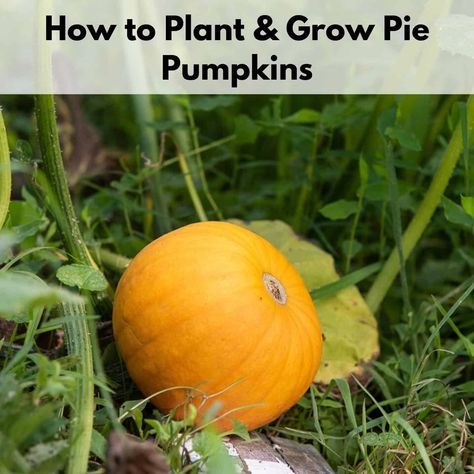 How To Plant Pumpkins, When To Harvest Pumpkins, Grow Pumpkins From Seeds, Pumpkin Seeds Baked, Garden Mesh, Planting Pumpkins, Garden Netting, Cucumber Beetles, Growing Pumpkins