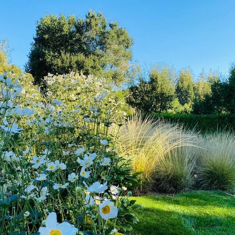 Denler Hobart Gardens LLC on Instagram: "Striking sign of summer, profusion of Anemone ‘Honorine Jobert’ with flowering Muhlenbergia rigens. #denlerhobartgardens #classicgardens" Honorine Jobert Anemone, Muhlenbergia Rigens, Anemone Honorine Jobert, Hobart, Anemone, Outdoor Spaces, Signs, Flowers, On Instagram