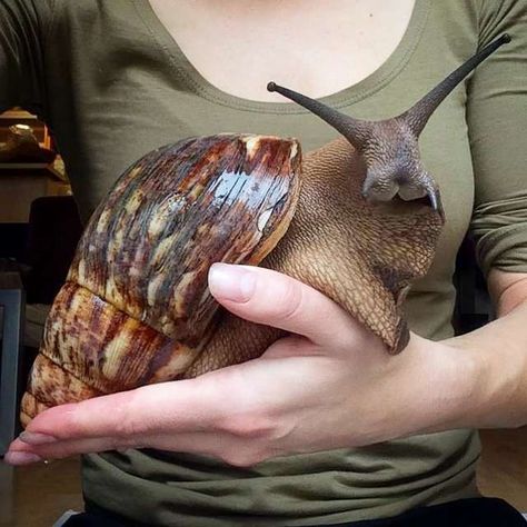 African Snail, Giant African Land Snails, Giant Snail, Pet Snails, Beautiful Bugs, Unusual Animals, Rare Animals, Pretty Animals, Bugs And Insects