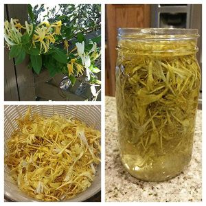 Honey Suckles, Honeysuckle Tea, Eating Flowers, Wild Bergamot, Wild Honeysuckle, Honeysuckle Flower, Small Mason Jars, Herbal Teas, Tea Recipe