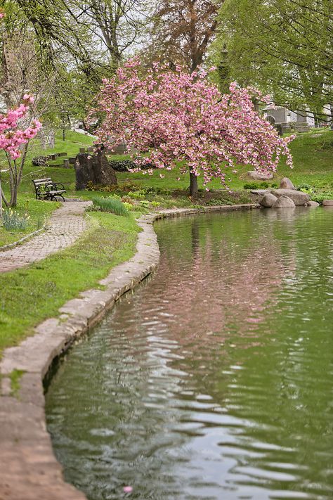 Cherry Blooms, Hijau Mint, Blossom Garden, Söt Katt, Cherry Blossom Festival, Pretty Landscapes, Spring Landscape, Spring Nature, Cherry Blossom Tree