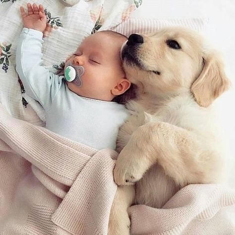 . Baby Astethic, Foto Baby, Golden Retrievers, Cute Kittens, A Blanket, Baby Dogs, 귀여운 동물, Baby Pictures